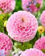 1 - Wizard of Oz Ball Dahlia Flower Bulb Tuber