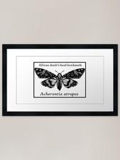 Death head Moth Labeled Framed Art  Framed Wall Art Poster Canvas Print Picture