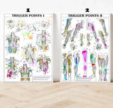 TRIGGER POINTS 1 2 ANATOMICAL DIAGRAM GUIDE CHART ANATOMY 1 PRINT POSTER