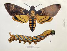 Death’s Head Moth Caterpillar Print Antique Entomology Color Plate Illustration