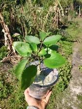Leaf Of Life, Kalanchoe pinnata (One Gallon Pot) free shipping