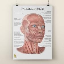 Anatomical Face Muscles Poster – Facial Anatomy Wall Art Massage & Face Yoga 