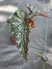 Begonia maculata, Polka Dot Begonia , Angel Wing