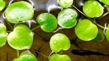 10+ Pieces: Amazon Frogbit Floating Fresh Aquatic Plant 🌱