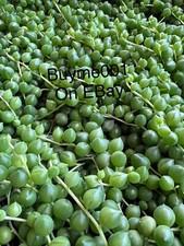 String of Pearls Plant Live Potted Trailing Plant 2” Happy Greenery