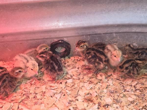 Jumbo Coturnix Quail chicks