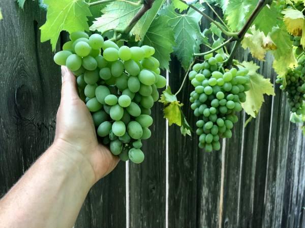 Table Grape Starts! 5 Varieties!