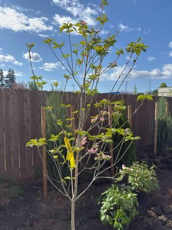 🌸 Flowering Dogwood (Cornus florida), 5–6 ft, Balled & Burlapped, $175 obo