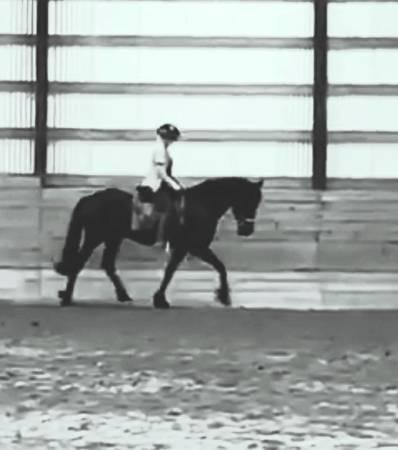 Mobile Horse trainer available 2