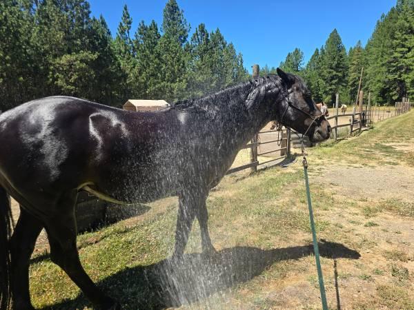 horse for sale 14