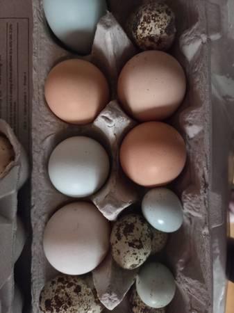 Hatching fertile quail and chicken eggs 🥚