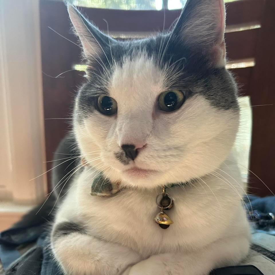 Cat Pics For Notayam First 2