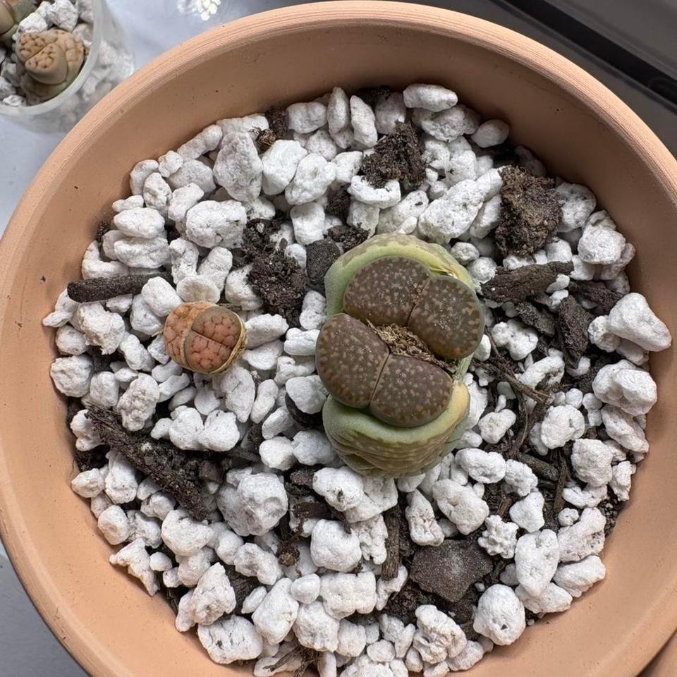 Lithops Living Stone Succulent Plant 7fe6 2