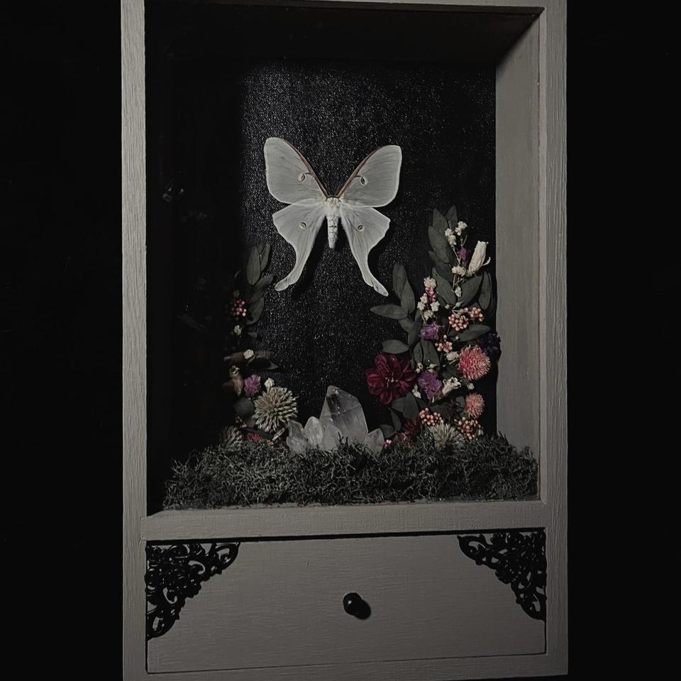 Victorian Style Luna Moth Oddity