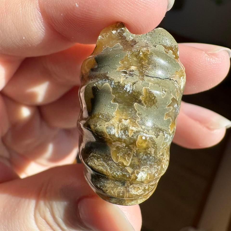 Ammonite Fossil Weighs 24g 14 5d26 4