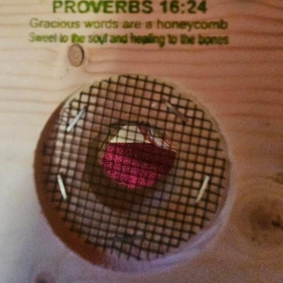 Beeza Hut With Tweezer Holder 8b0e 4
