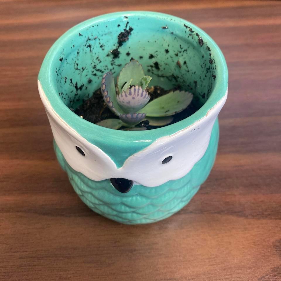 Owl Succulent Planter Cactus Succulent Da5a