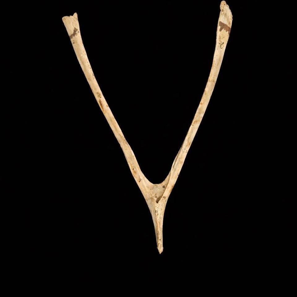 Bird Wishbone Furcula Real 1881