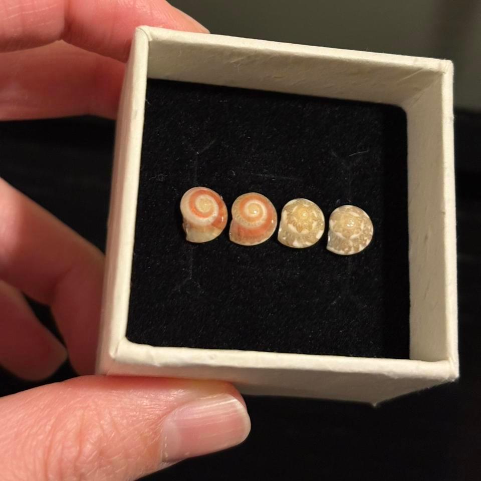 Petite Sea Shell Studs Real 3