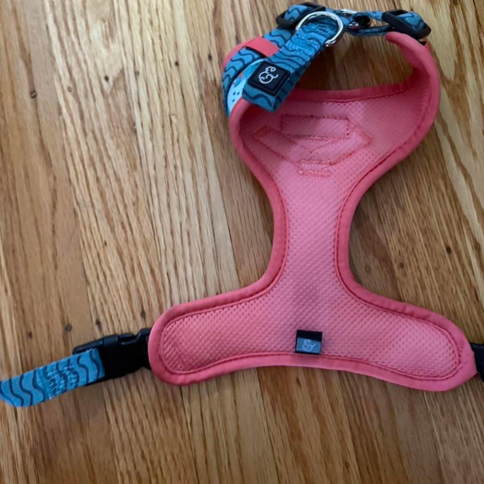Lucy Co Dinosaur Dog B535 3