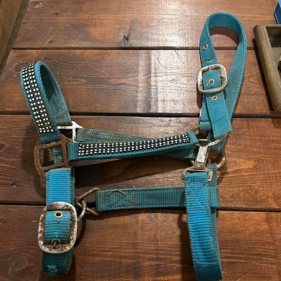 Teal Studded Horse Halter With 208d