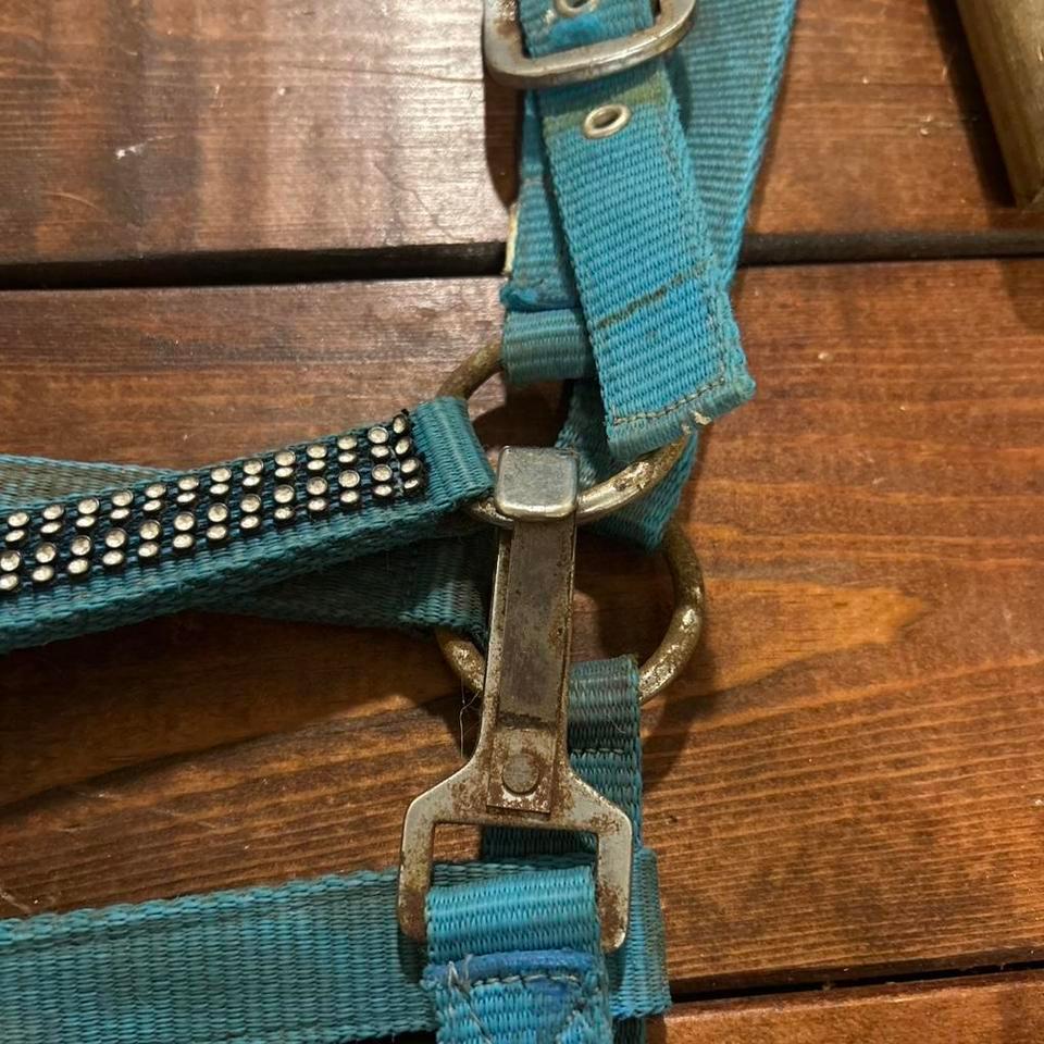 Teal Studded Horse Halter With 208d 3