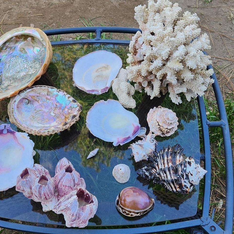 Natural Seashell Coral Collection 835b