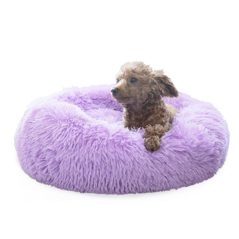Purple Dog Bed For X9l09yzqbo97f3oo