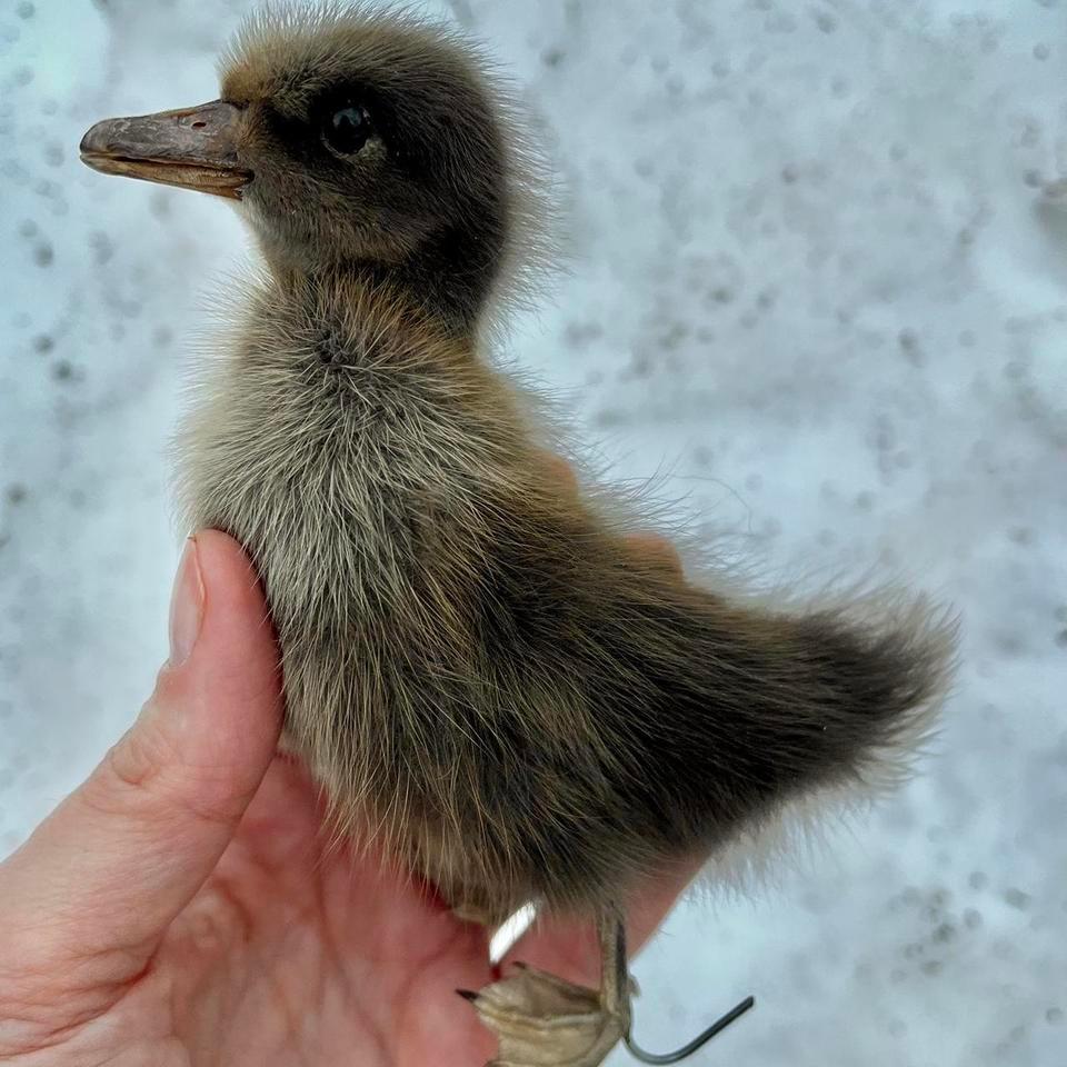 Gray Taxidermy Duckling No Mount Ddf3