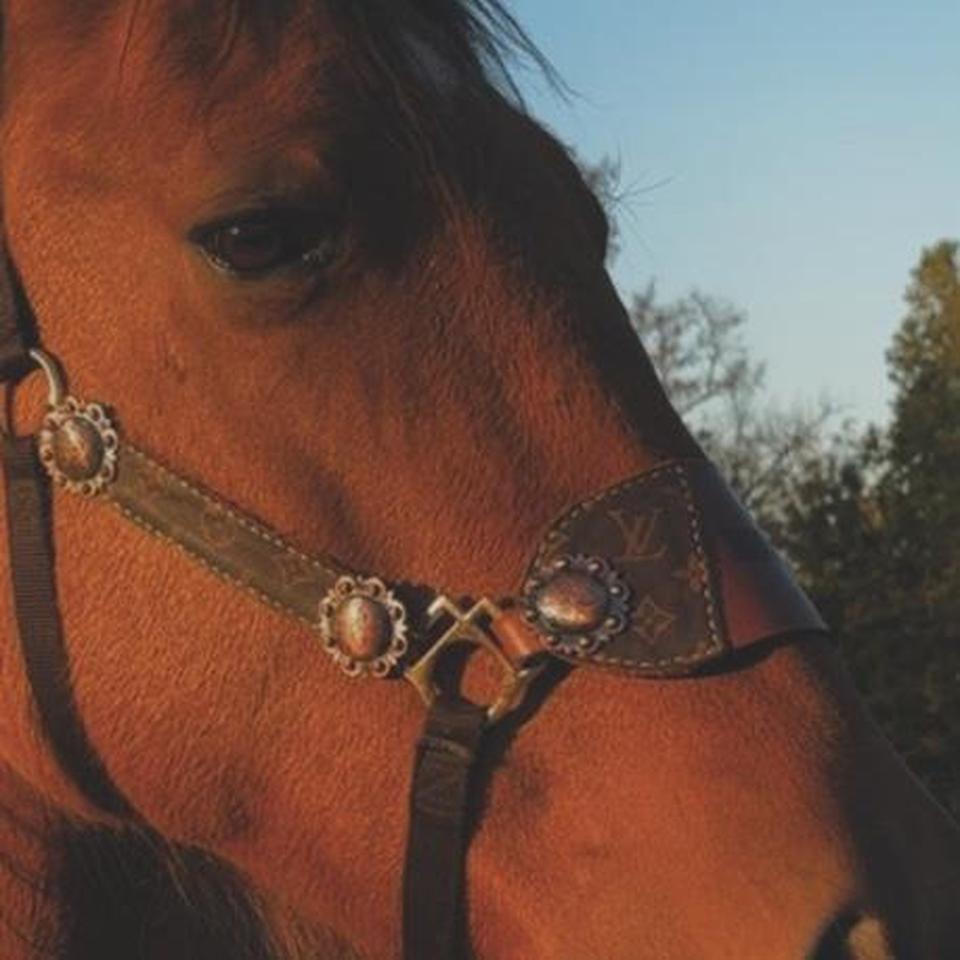 Super Cute Horse Halter Does D131