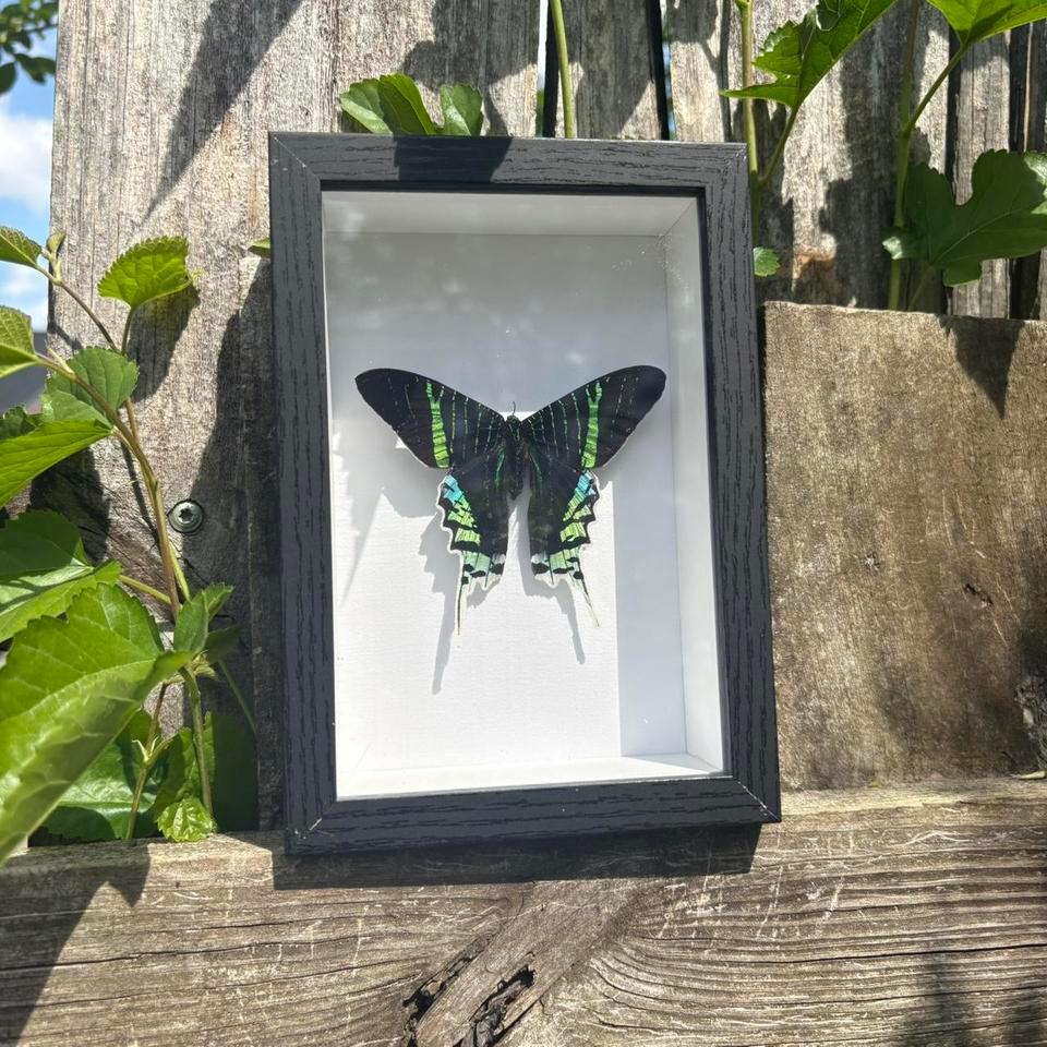 Urania Leilus Green Banded Urania 2b92