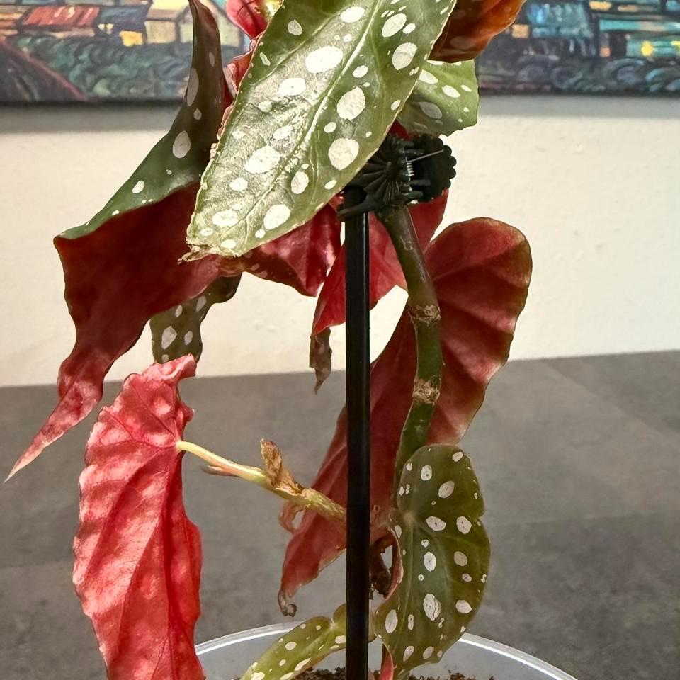Begonia Maculata Polka 4