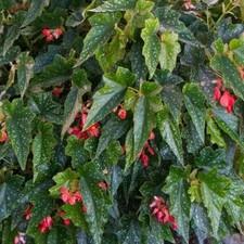 Angel Wing Begonia Torch Red Live Rooted Starter House Plants BUY 2 GET 1 FREE