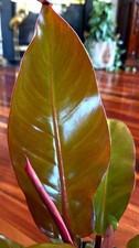 RARE Philodendron Tangerine 15" Tall 6" Pot Not Aroid Anthurium Monstera