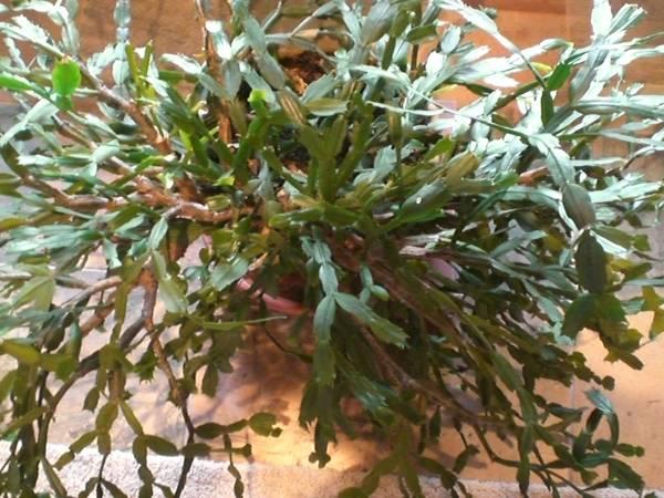 Large white/pink blooming Christmas cactus