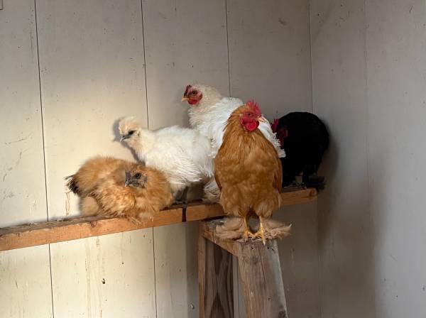 Bantam chicken flock- silkie, frizzle, cochin