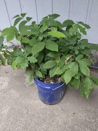 Chestnut seedlings